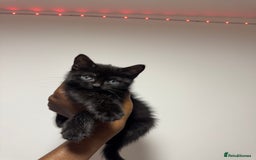 British Shorthair cats for sale: Adorable kitten with the sweetest blue eyes 💙 - Image 3