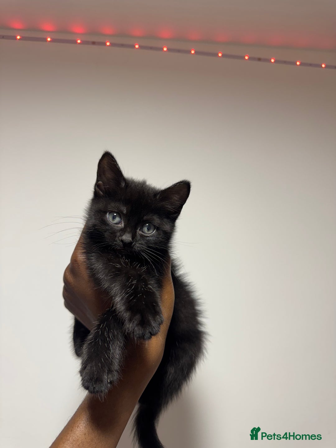 British Shorthair cats for sale: Adorable kitten with the sweetest blue eyes 💙 - Image 3