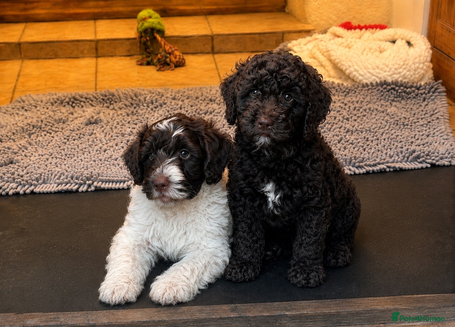 Double Doodle dogs Ready to go...cockapoo x Sproodle/double doodles  - Advert 1