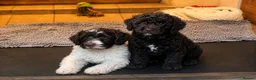 Double Doodle dogs for sale: Ready to go...cockapoo x Sproodle/double doodles  - Advert 7