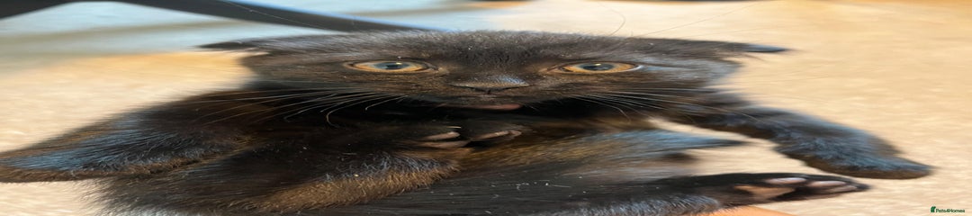 Scottish Fold black - Pudding