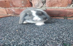 Mini Lop rabbits for sale: Baby mini lop bunnies - Image 15