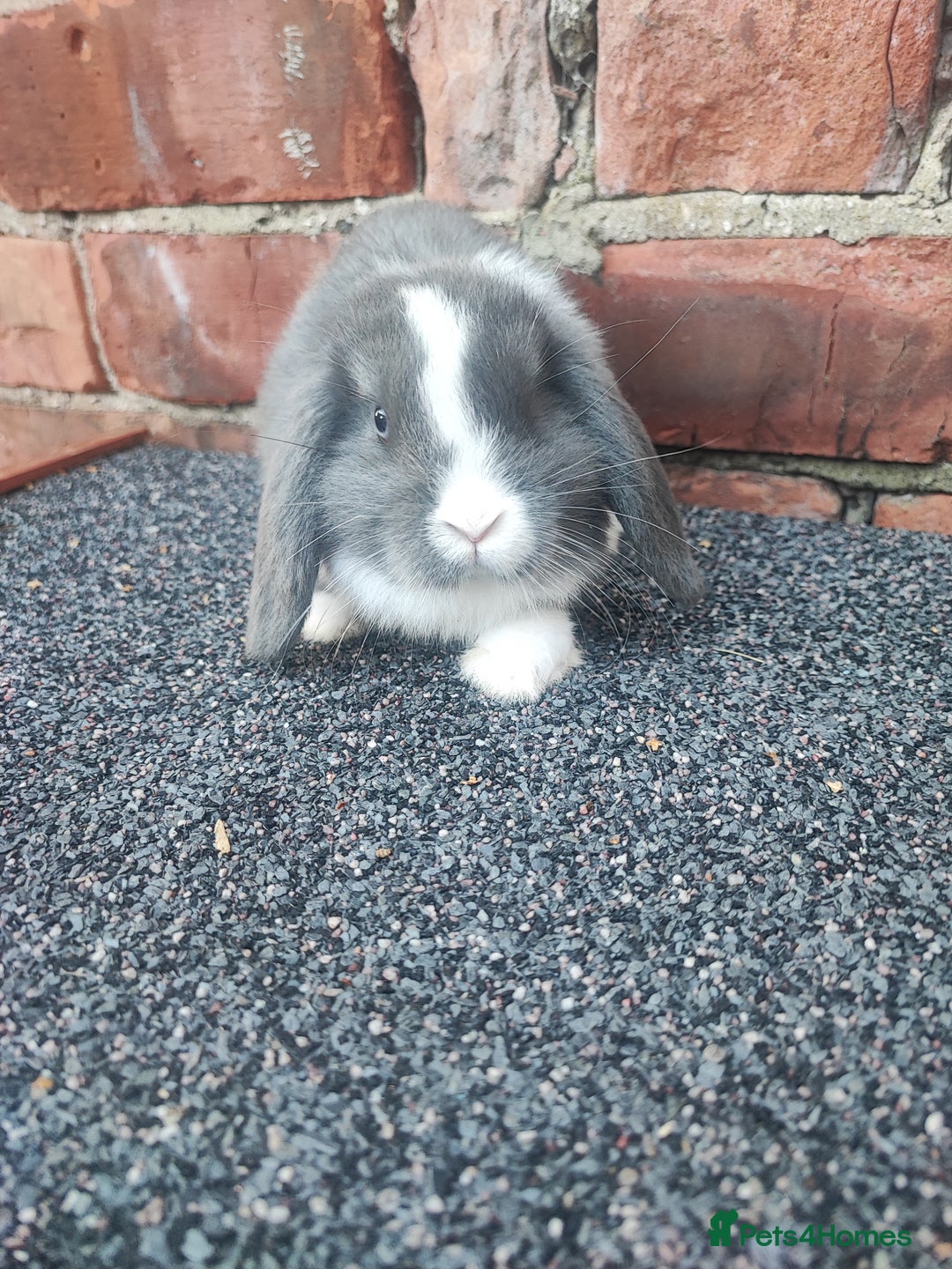 Mini Lop rabbits for sale: Baby mini lop bunnies - Image 15