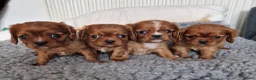 Cavalier King Charles Spaniel dogs for sale: Beautiful Boys - Advert 1