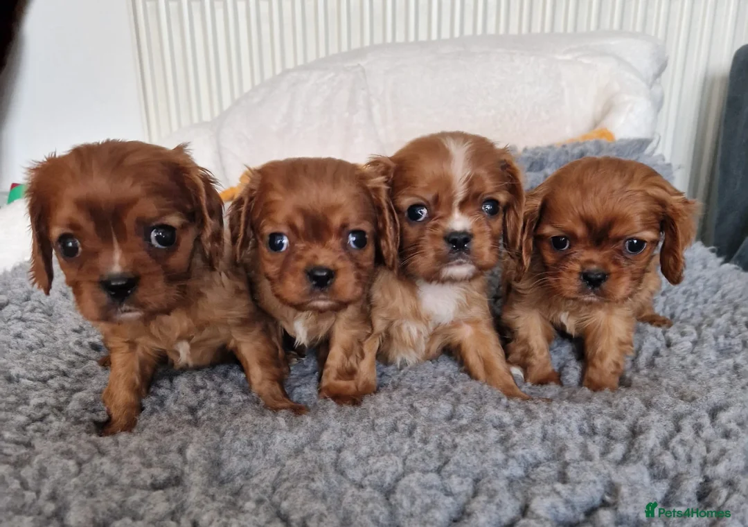 Cavalier King Charles Spaniel dogs for sale: Beautiful Boys - Advert 1
