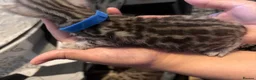 Bengal cats for sale: Bengal kittens for sale  in London - Advert 7