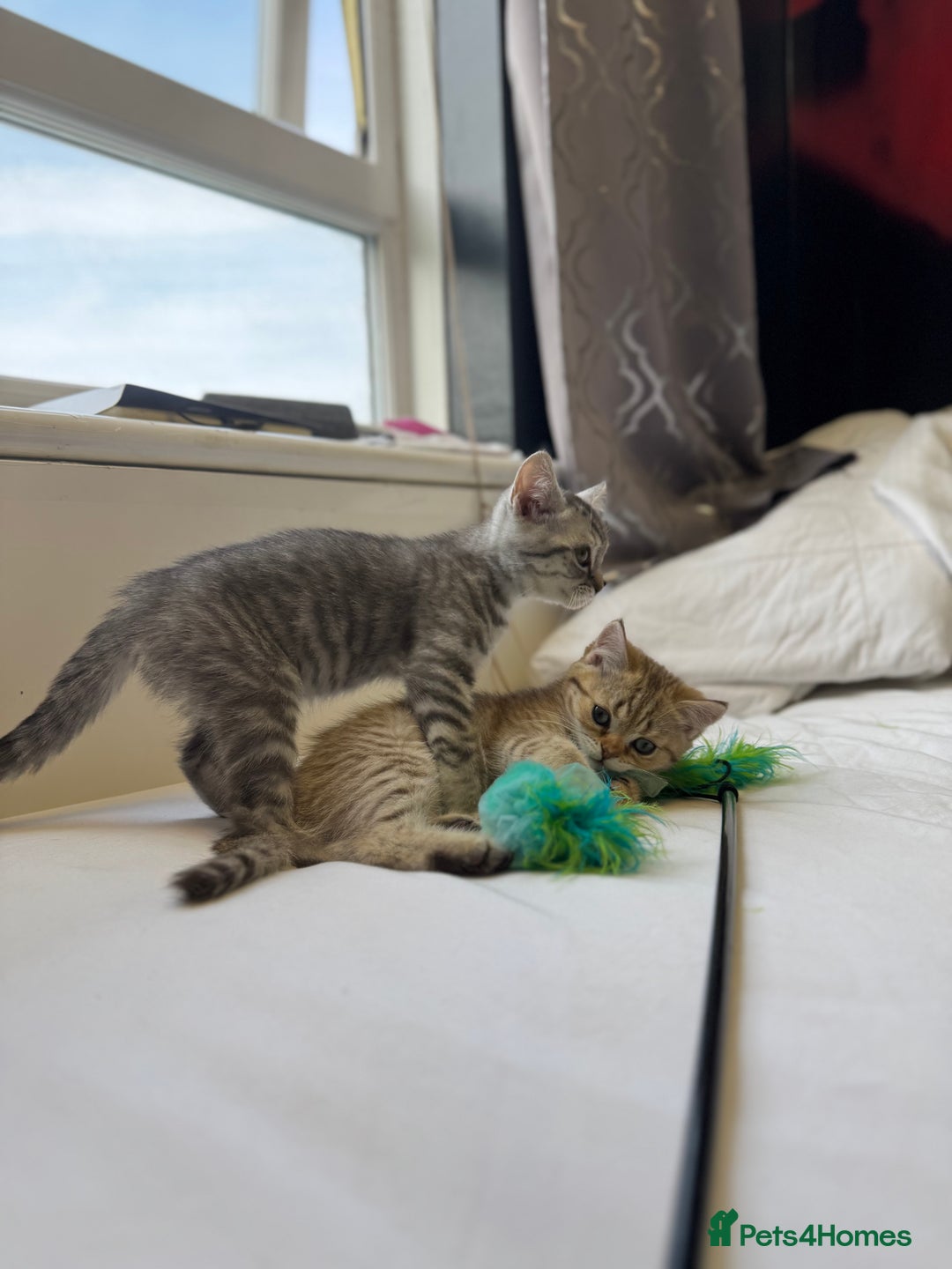 British Shorthair cats for sale: BSH kitten classic & chinchilla bloodline - Image 8