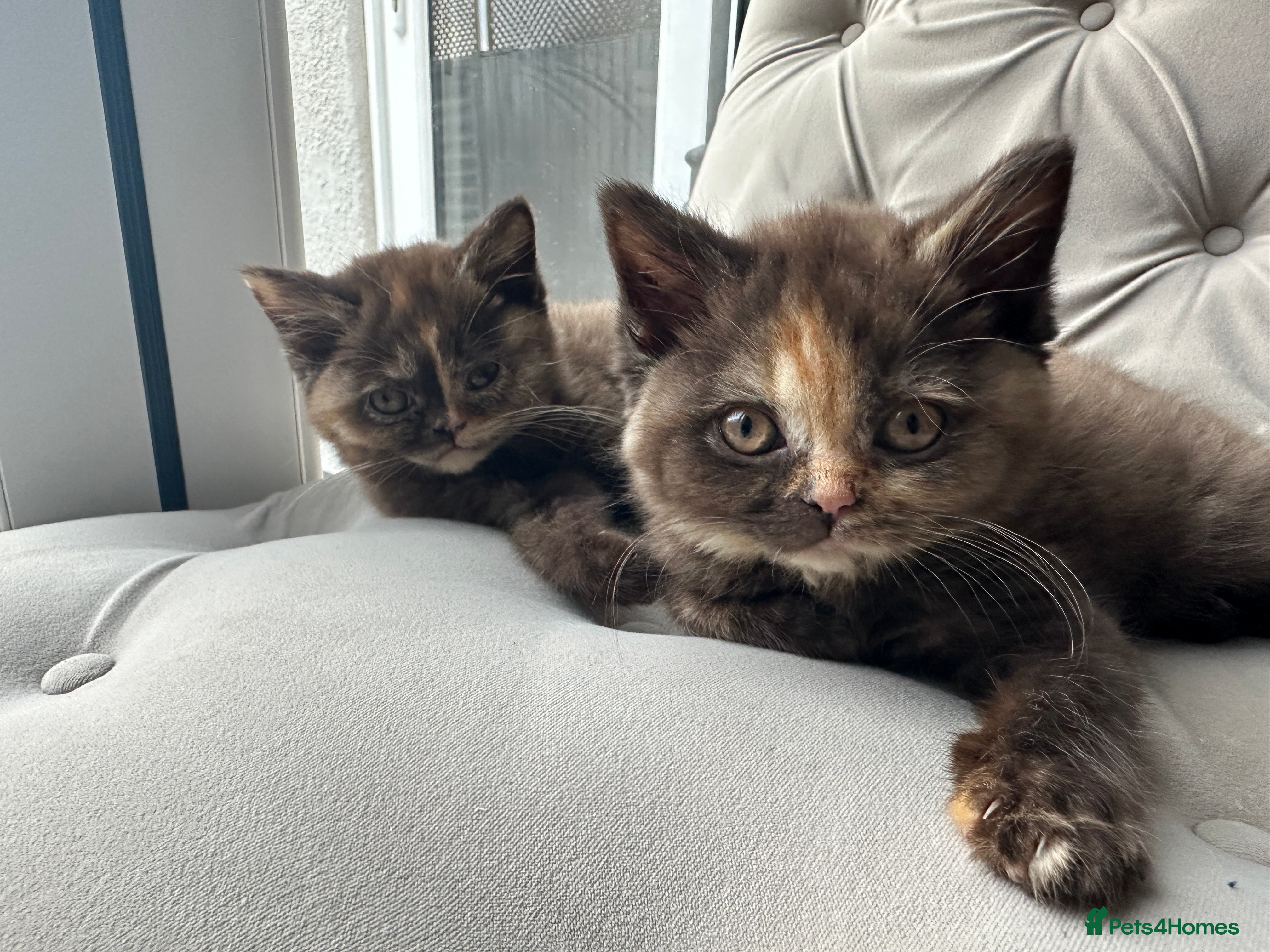 British Shorthair cats 😻Beautiful Chocolate Tortie BSH Kittens😻🎀 - Advert 1