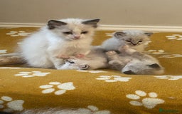 Ragdoll cats for sale: 😻 2 GORGEOUS RAGDOLL KITTENS 😻 - Image 7
