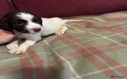 English Springer Spaniel dogs for sale: Stunning English springer spaniel puppies  - Image 10