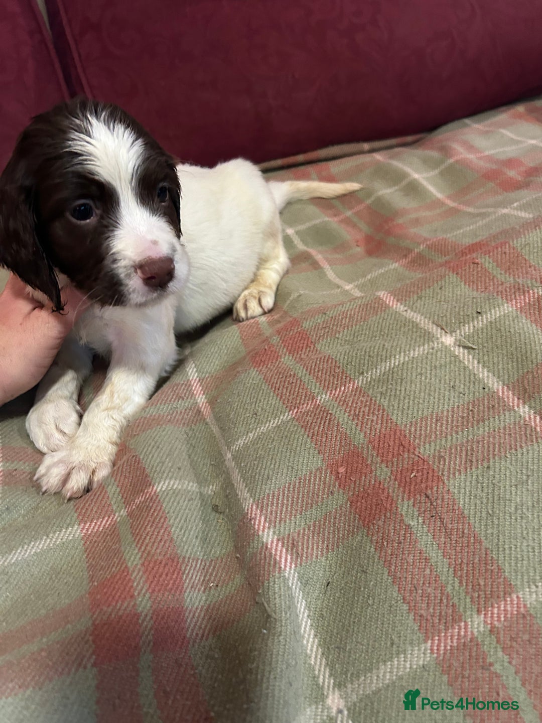 English Springer Spaniel dogs for sale: Stunning English springer spaniel puppies  - Image 10