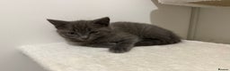 British Shorthair cats for sale: Beautiful Female Kittens Half British Shorthair - Advert 7