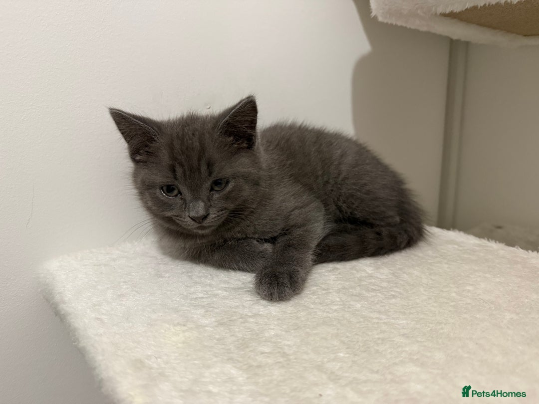 British Shorthair cats for sale: Beautiful Female Kittens Half British Shorthair - Advert 7