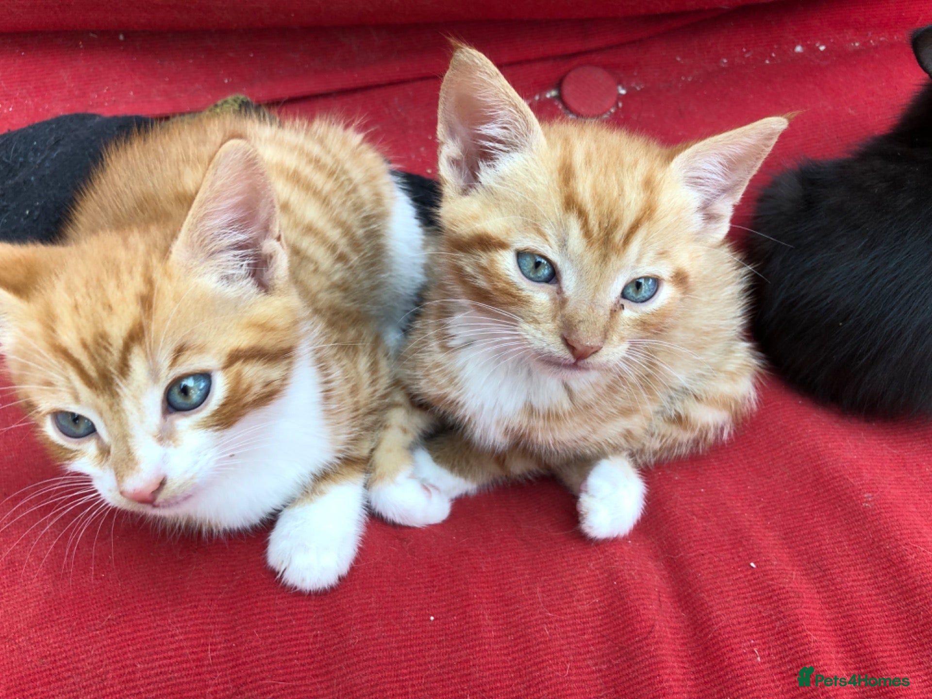 Mixed Breed cats Adorable kittens 🐾 🐈🐈‍⬛ - Advert 2