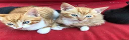 Mixed Breed cats for sale: Adorable kittens 🐾 🐈🐈‍⬛ - Advert 1