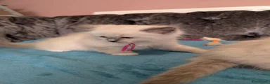 pink collar girl , blue point mitted ragdoll kitten 