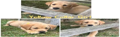 Yellow Collar girl