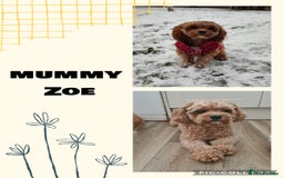 Cavapoo dogs for sale: Cavapoo  - Image 9
