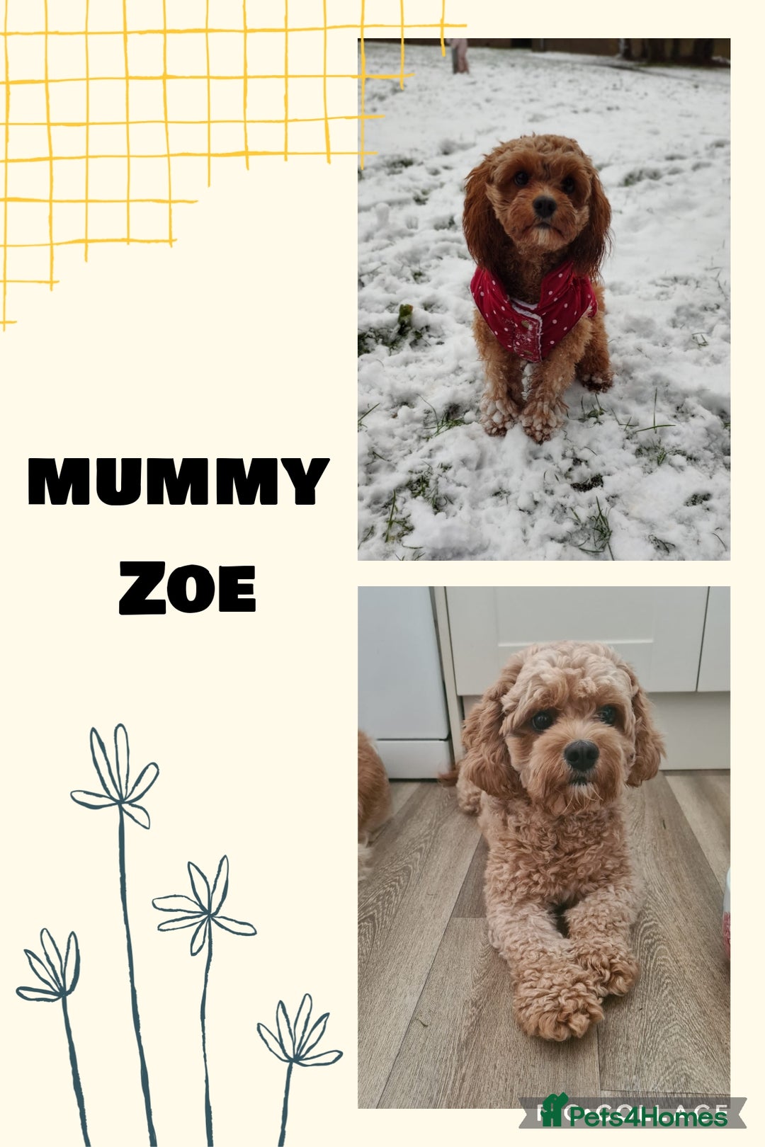 Cavapoo dogs for sale: Cavapoo  - Image 9