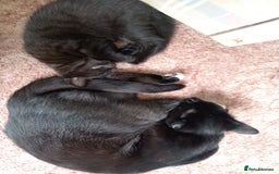 Mixed Breed cats for sale: Beautiful black female kitten - Image 3