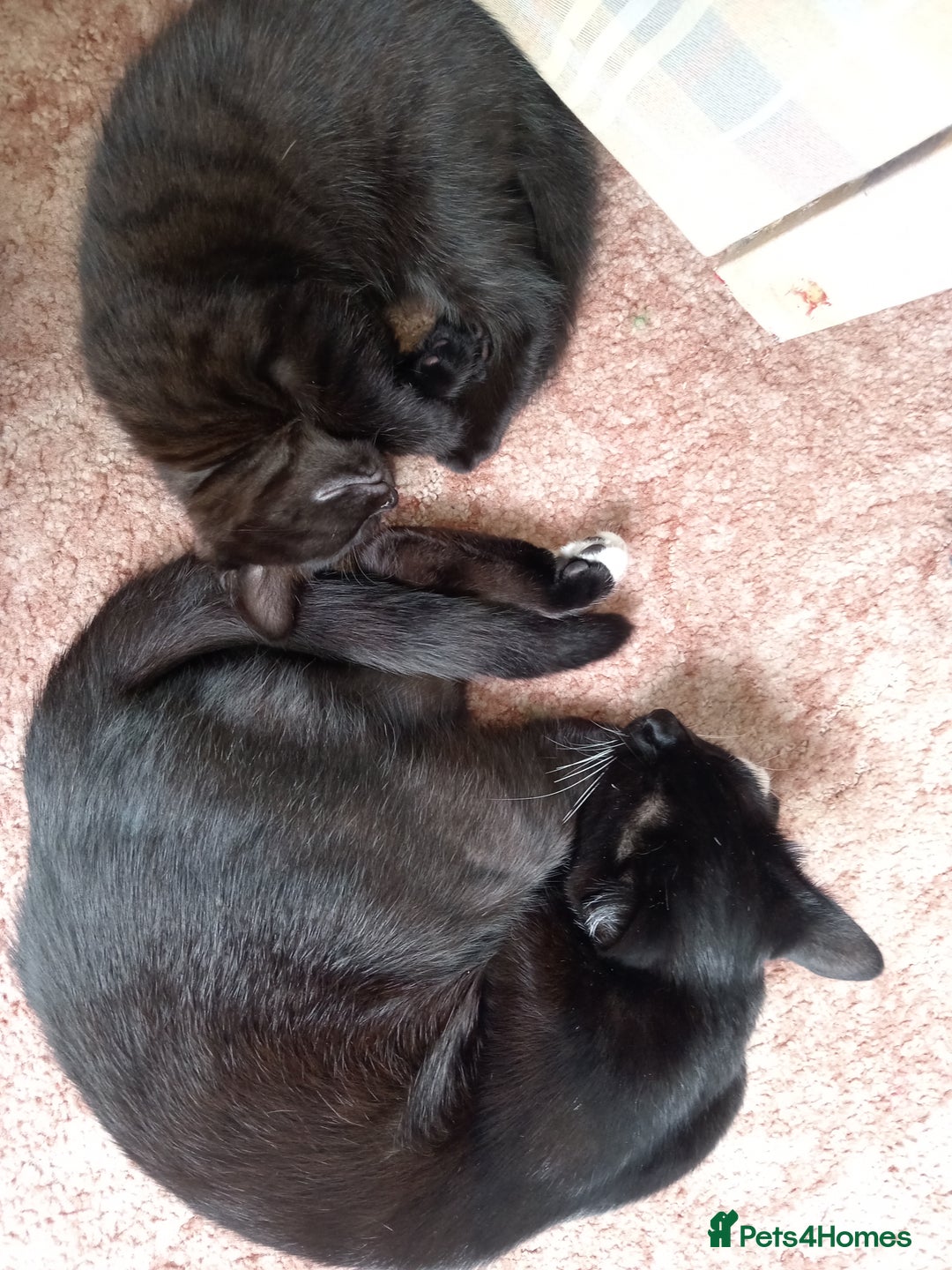 Mixed Breed cats for sale: Beautiful black female kitten - Image 3