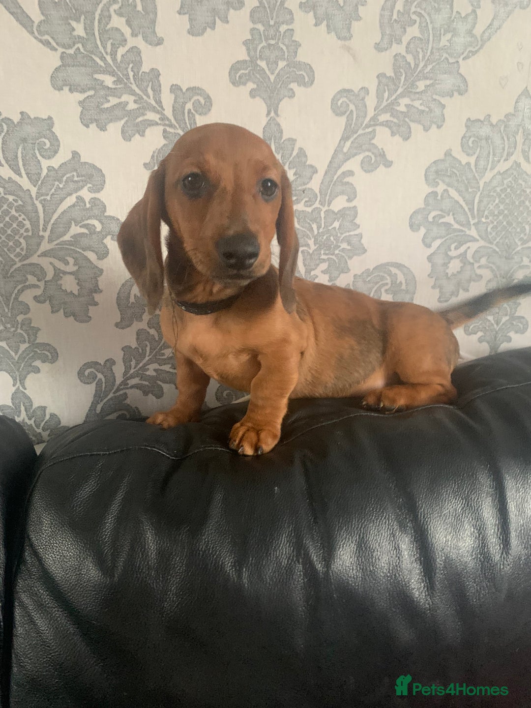 Miniature Dachshund dogs for sale: Kc miniature dachshund full vacs ready now - Advert 5