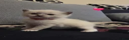 Ragdoll cats for sale: Pure Ragdoll Kittens  - Advert 11