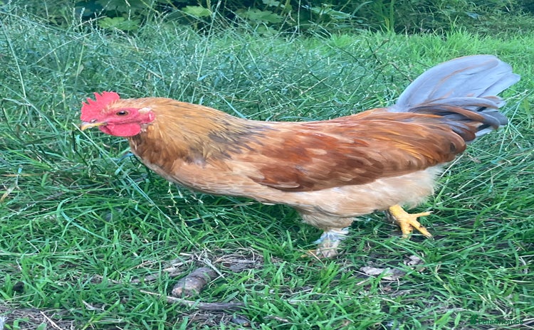 Chickens poultry - Advert 8