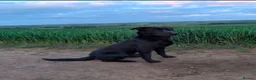 Labrador Retriever dogs for sale: 4 male black lab pups - Advert 5