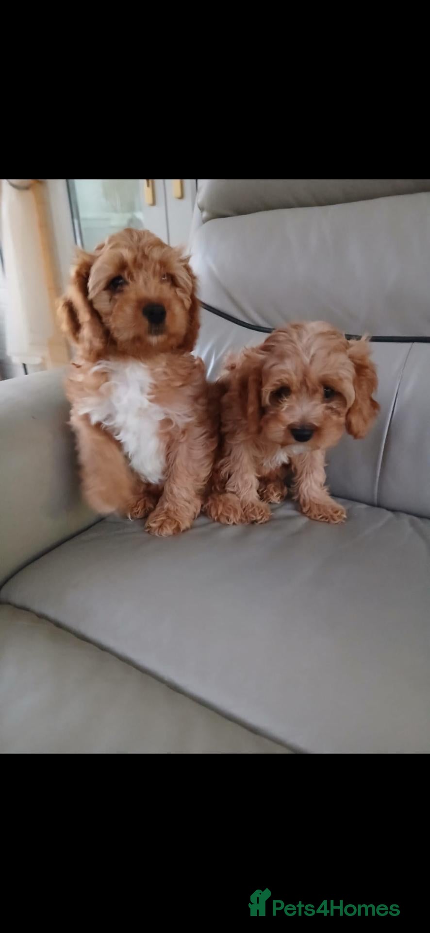Cavapoo dogs for sale: Cavapoo puppies for sale  - Advert 23