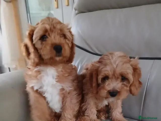 Cavapoo dogs for sale: Cavapoo puppies for sale - Advert 23