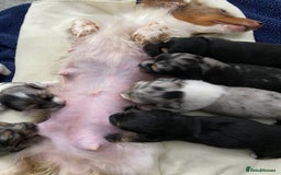 Dachshund dogs for sale: Long haired dachshunds - Image 16