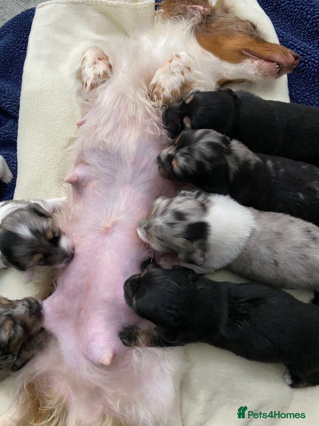 Dachshund dogs for sale: Long haired dachshunds - Image 16