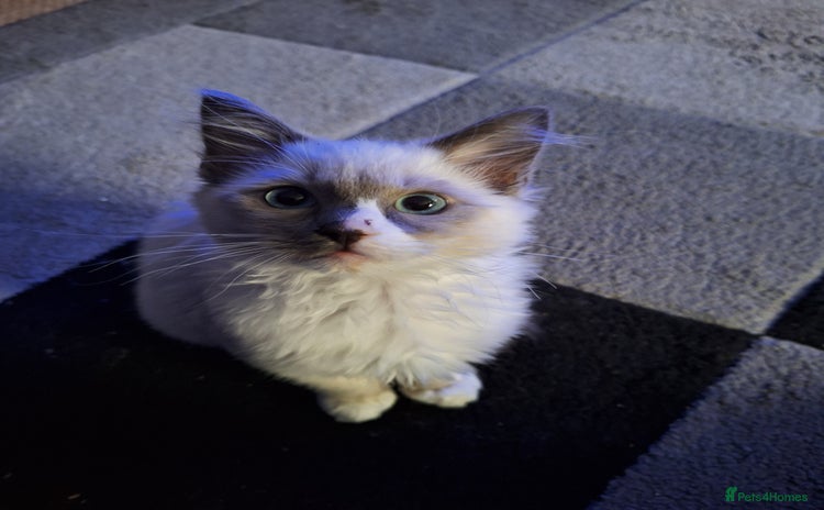Ragdoll cats - Advert 1