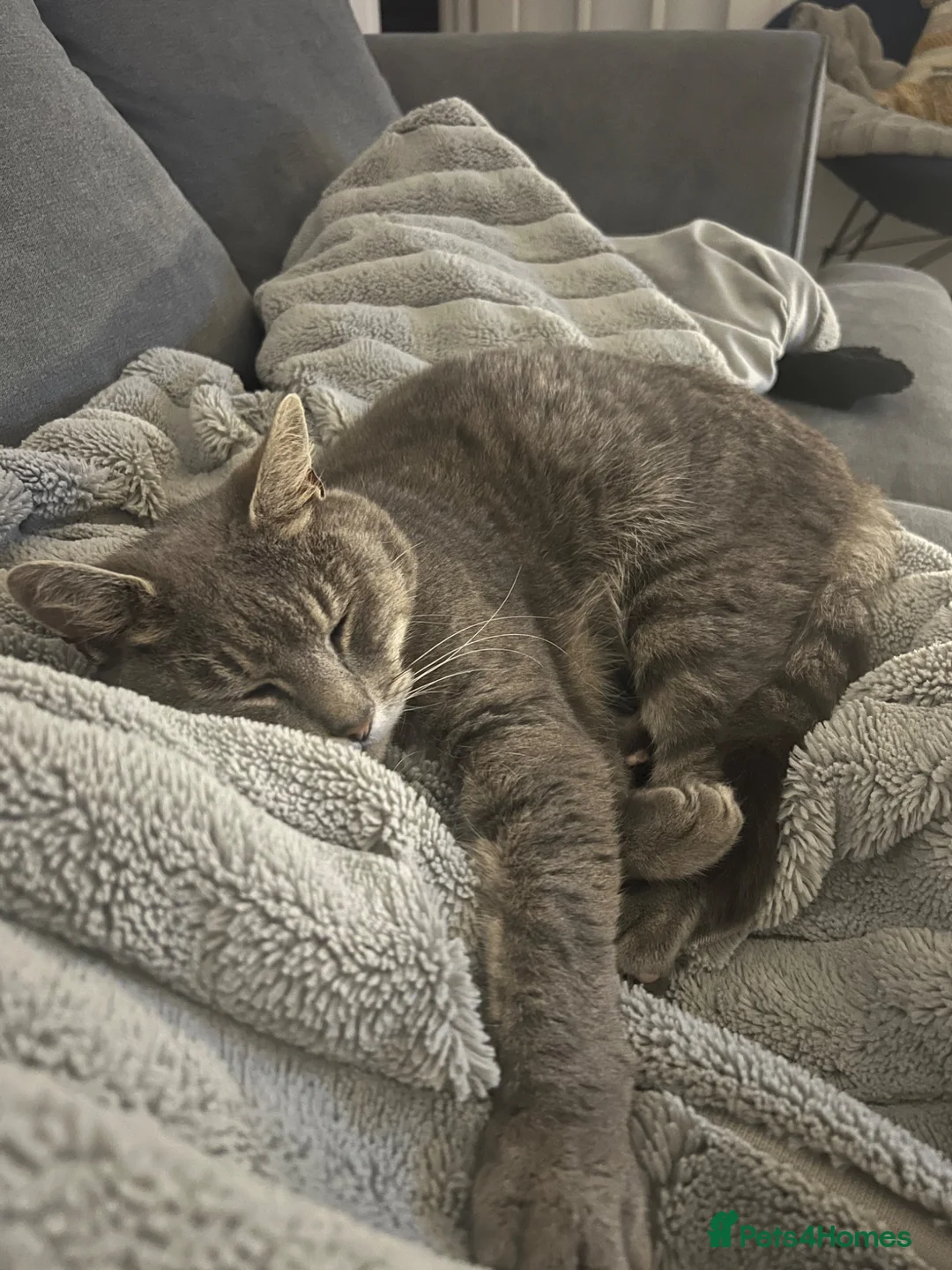 Mixed Breed cats for sale: Loving distinguished gentleman -Free - Advert 2