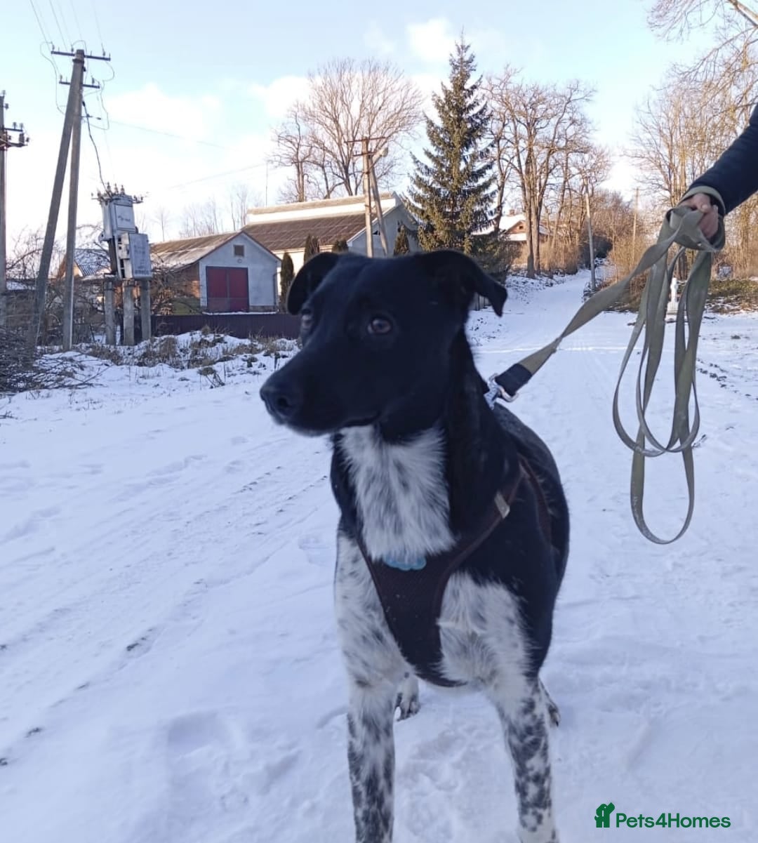 Mixed Breed dogs for adoption: 💖🐶 GEMMIE 🐶💖 - Advert 7