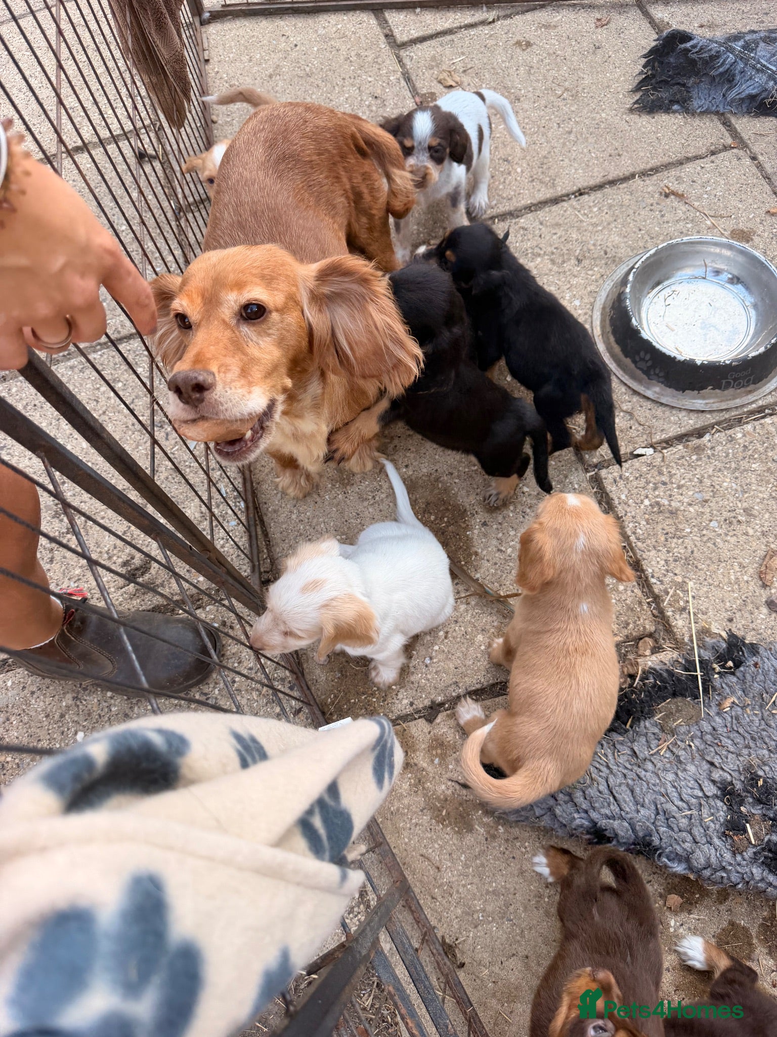 Cocker Spaniel dogs Cocker spaniel puppies ready Sunday  - Advert 1