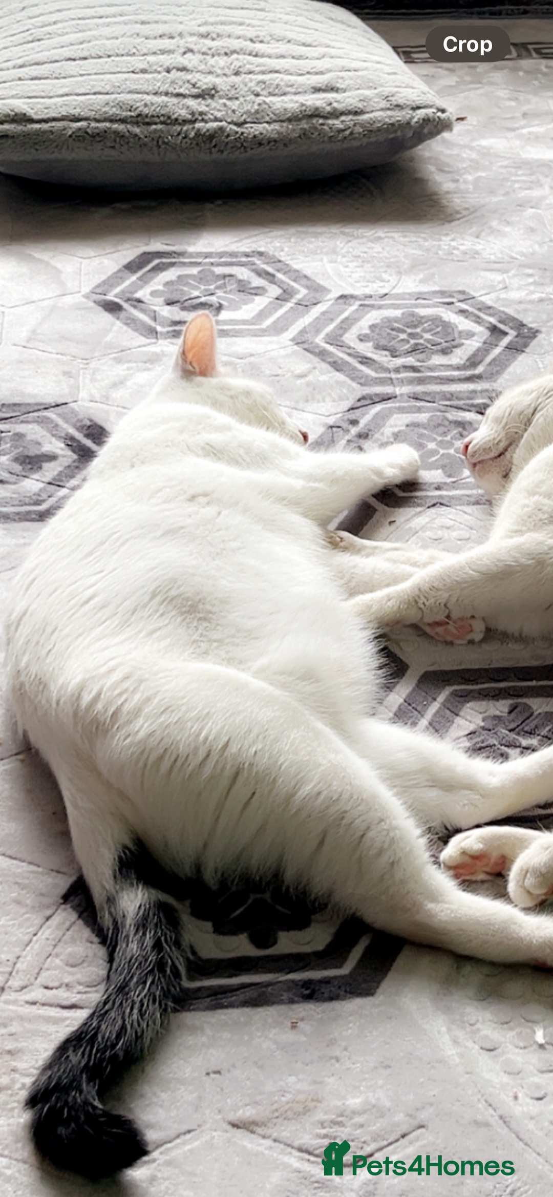 Mixed Breed cats for sale: Kittens for sale 1 female and 1 male  - Image 8