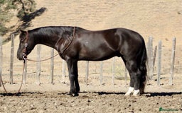 American Quarter horses for sale: Black Quarter Horse "BlackJack" - Image 3