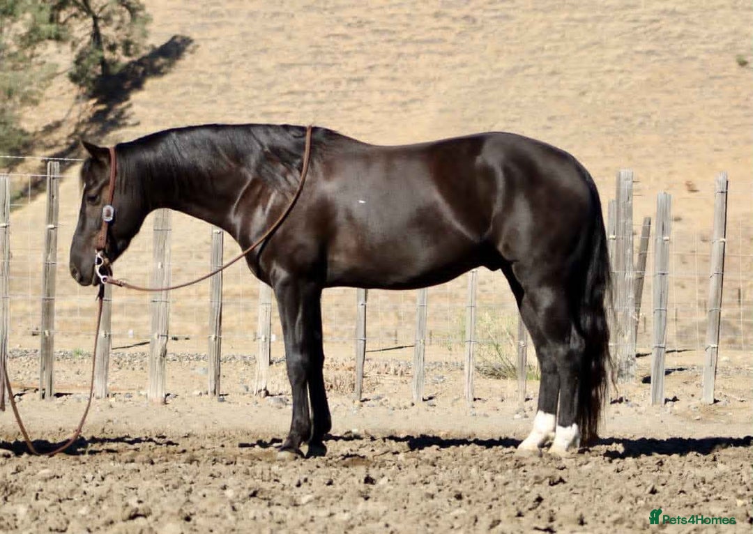 American Quarter horses for sale: Black Quarter Horse "BlackJack" - Image 3