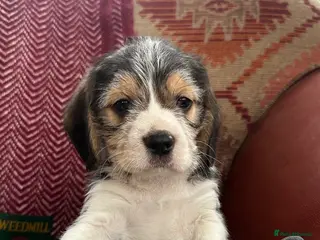 Mixed Breed dogs 🐾 Absolutely adorable Beagle x Cavapoo 🐾 - Advert 9