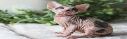 Sphynx cats for sale: Beautiful Pedigree Sphynx Kittens  - Advert 34