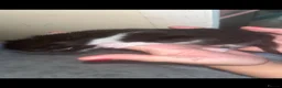 Domestic Shorthair cats for sale: 5 beautiful kittens  - Advert 10