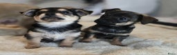 Mixed Breed dogs for sale: Adorable Chihuahua x Prague Ratter Puppies - Advert 9