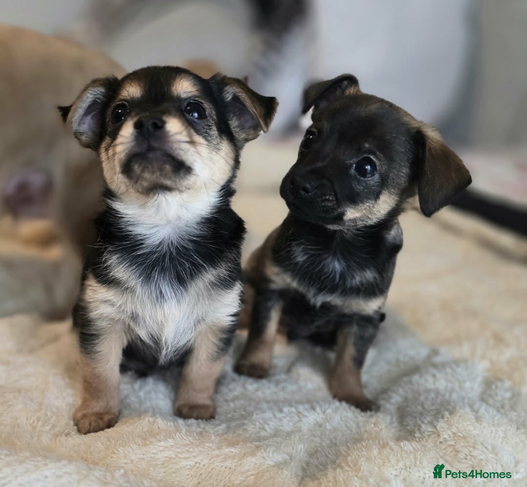 Mixed Breed dogs for sale: Adorable Chihuahua x Prague Ratter Puppies - Advert 9