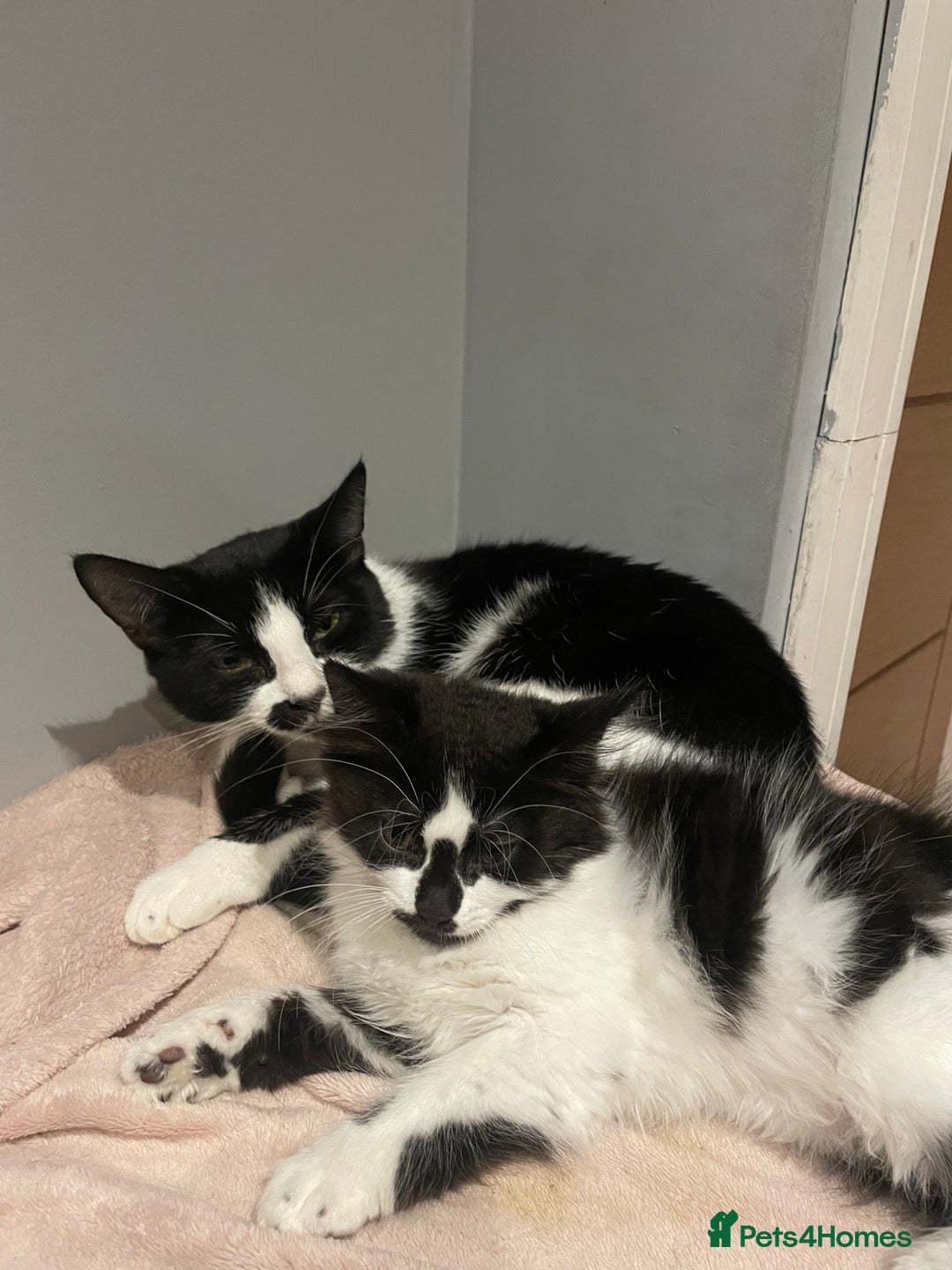 Mixed Breed cats for sale: Black and white mixed cat  - Image 7