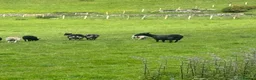Sheep livestock for sale: Shetland X ewes - Advert 7