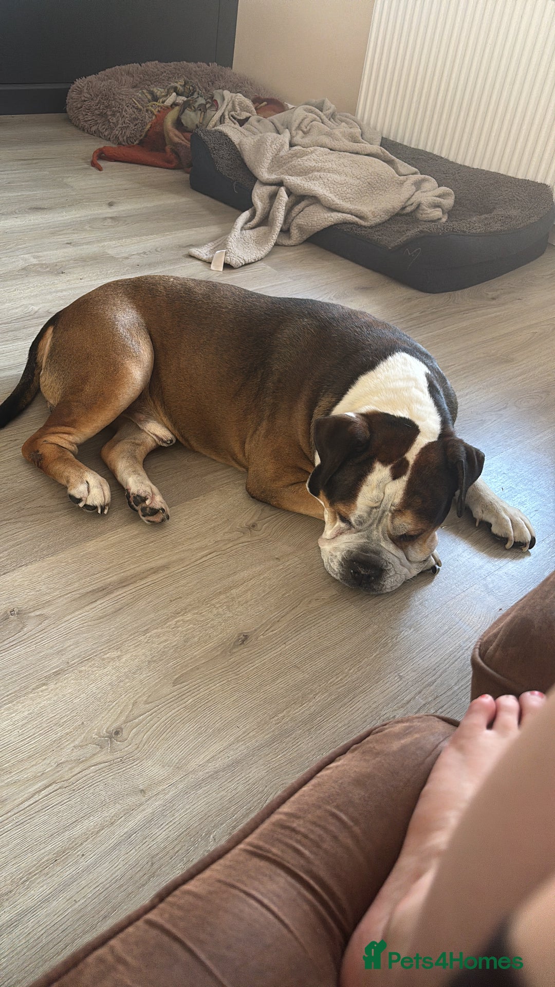 American Bulldog dogs for sale: american bulldog - Image 8