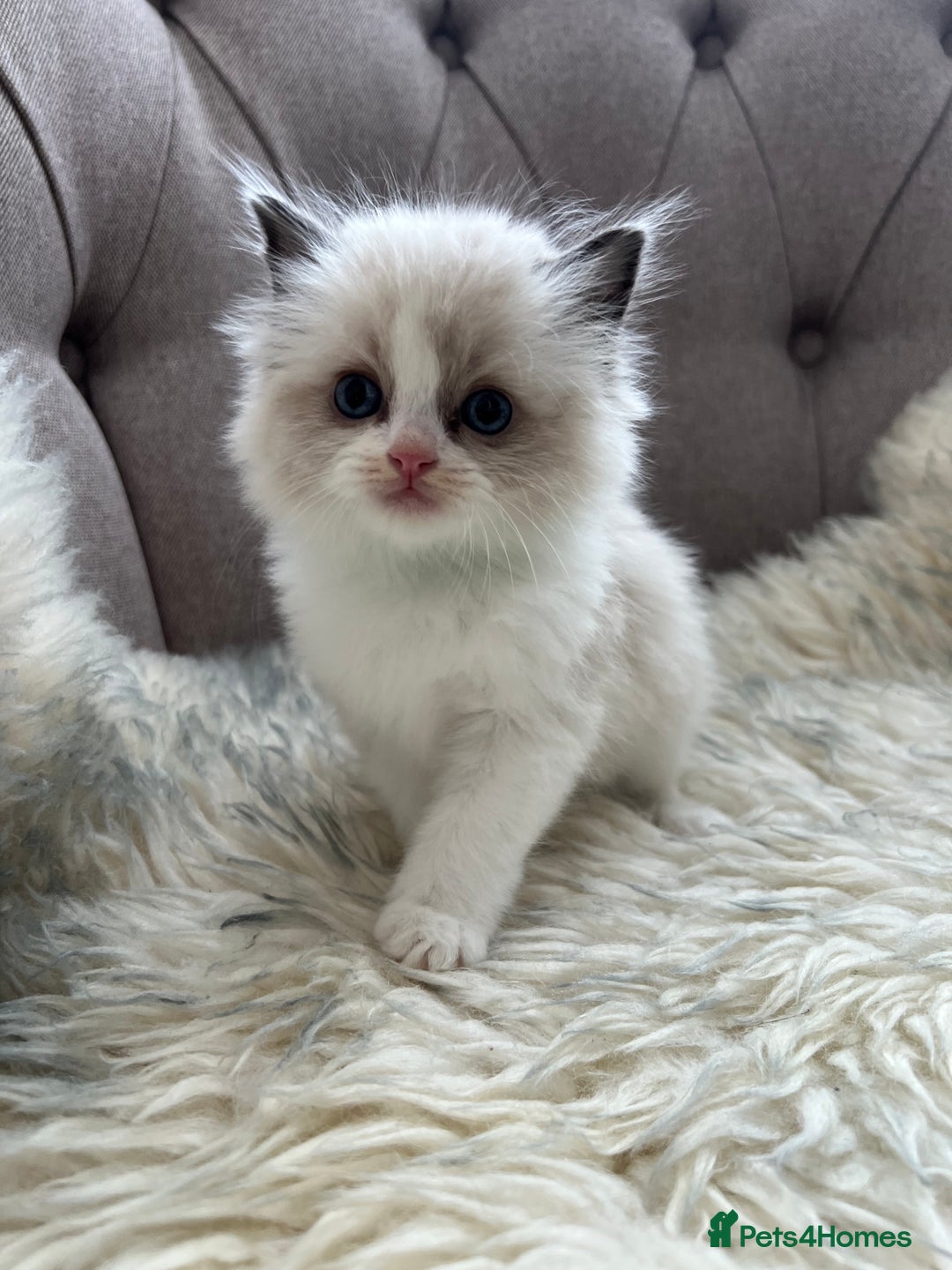 Ragdoll cats for sale: Ragdoll kittens -all reserved😺 - Image 27