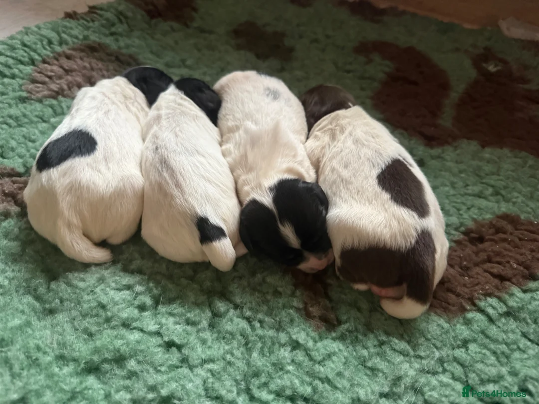 English Springer Spaniel dogs for sale: English springer spaniels puppies  in Abertillery - Advert 2